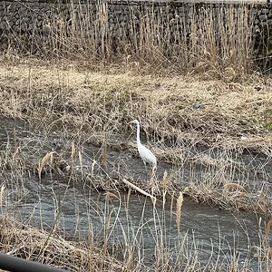 brid.webp
