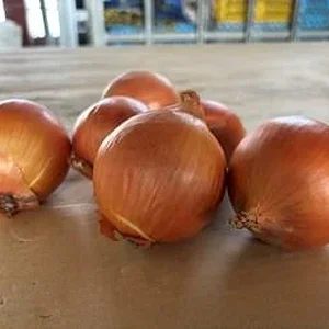 tearless-onions.webp