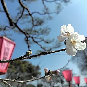 kochi-sakura2026.webp
