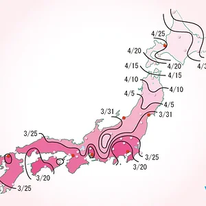 sakura-front.webp