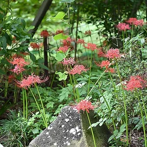 Daizen-ji (大善寺)