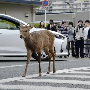 nara-deer-in-osaka.webp
