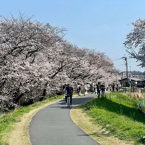 tamagawa-psychopath-sakurafever.webp