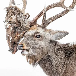 nagira-kohei-yezo-deer.webp