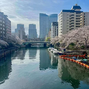 Sakura blooming close to Sumida
