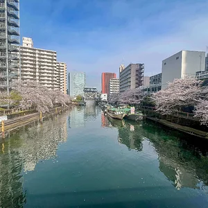 Sakura blooming close to Sumida