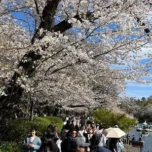 lake-inokashira.webp