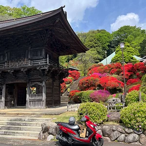 togakuin-azaleas.webp