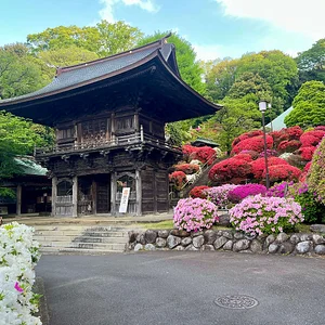 azalea-01.webp