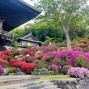 azalea-03.webp