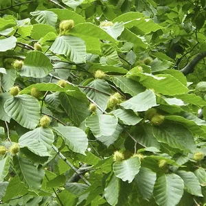 japanese-beech-nuts.webp