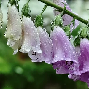 44.webp