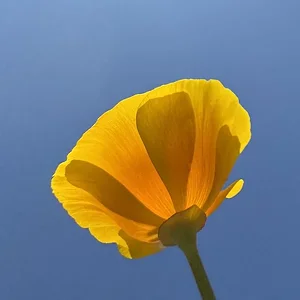 rr.webp