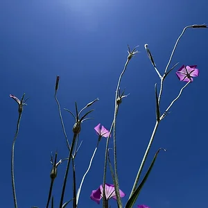 333.webp