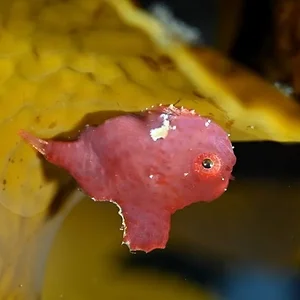 dwarf-lumpfish.webp