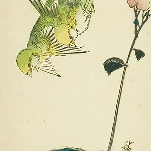 Ajisai ni aodori