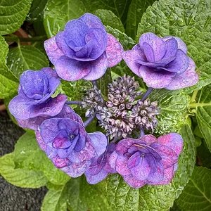 cc.webp