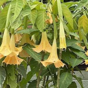 yellow.webp