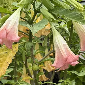 pink.webp