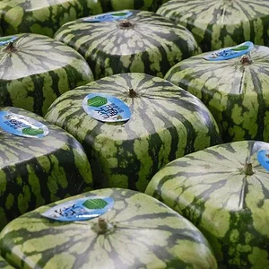 square-watermelons.webp