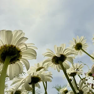 aa.webp