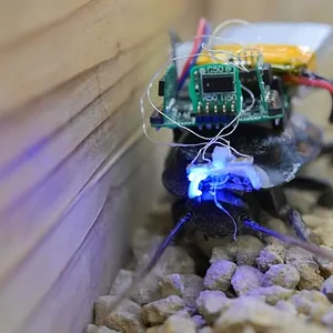 insect-cyborg.webp