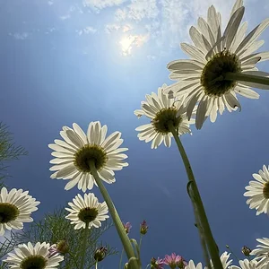 a.webp