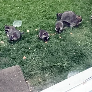 5babies.webp