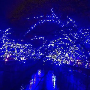 Blue Cave Nakameguro