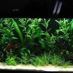35 gallon tank containing gold corys, amano shrimp, otos & mountain minnows