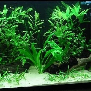 16 Gallon tank containg panda corys