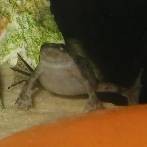 This is my last remaining dwarf frog after a bacterial wipeout, hopefulyl I'll be getting her some friends soon. this is th eonly tank I have that isn't planted.