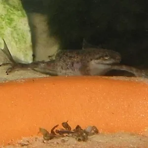 another pic of my frog, this time she's on the hunt for food(blackworms on the menu this time)