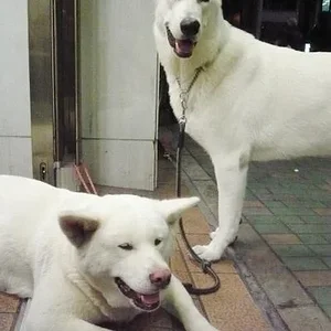 Akita and shepherd which had his ears "akitalized". The Akita is a beautiful specimen though, very feminine.