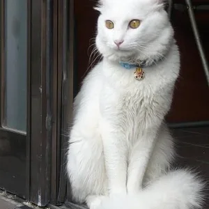 Lovely kitty!