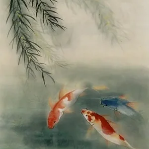 Koi