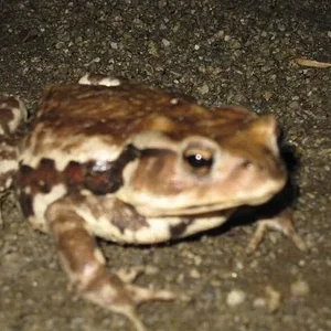 IMG 0138