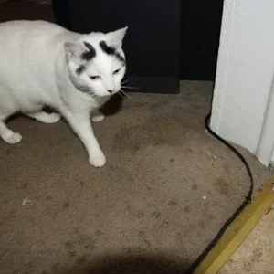 my cat