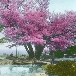 Sakura in bloom (Hand-colored)