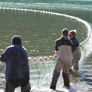 Beach seine fishing
