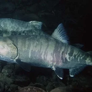 chum