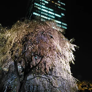 Shinjuku