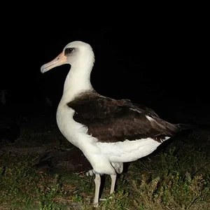 Laysan albatross