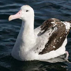 Wandering albatross