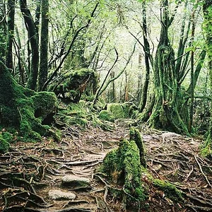 Yakushima