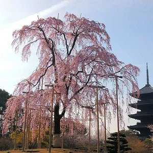 Tōji Temple