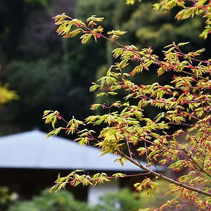 Momiji