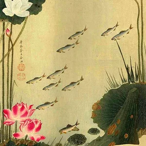 Fish in the lotus pond
