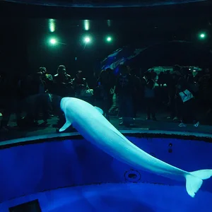 Beluga whale