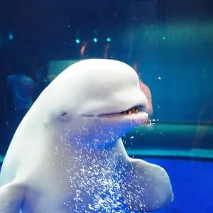 Beluga whale
